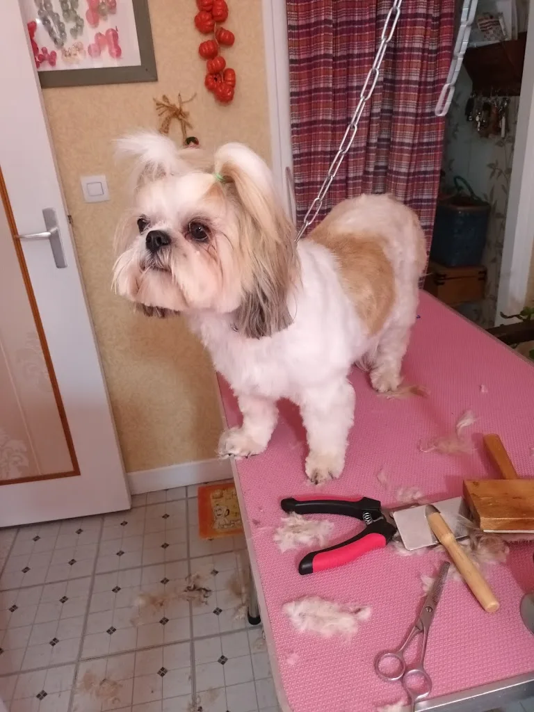 blandine toilettage a domicile - photo 2