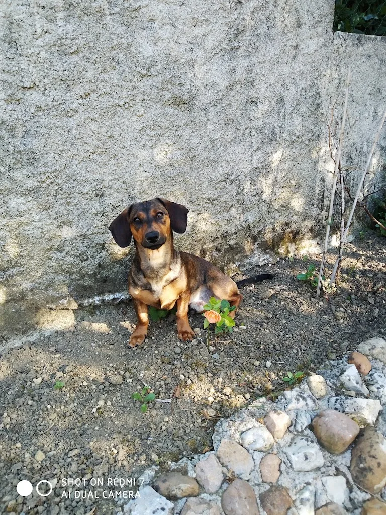 Zen Dog - photo 2