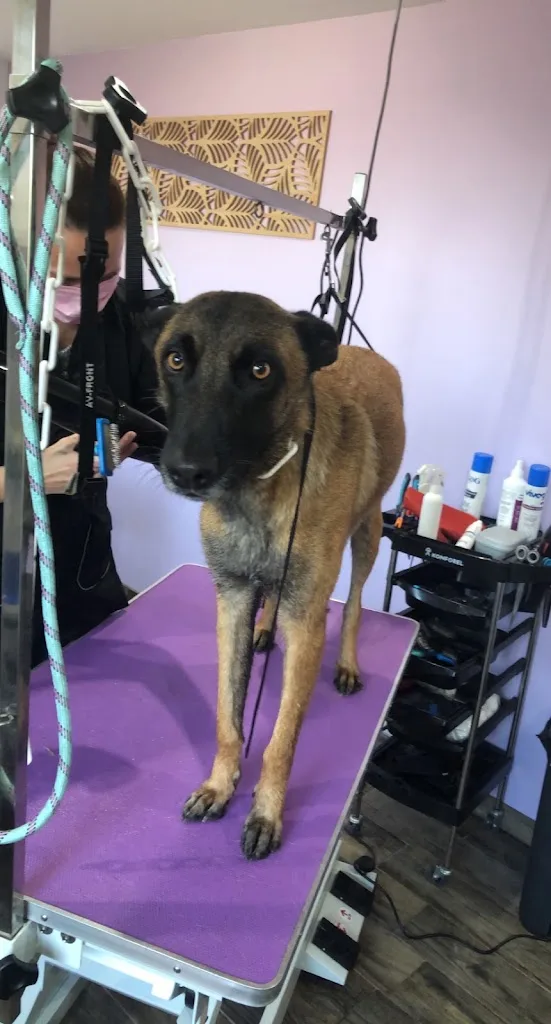 toutoubo- salon de toilettage et massage canin BANTIGNY - photo 1