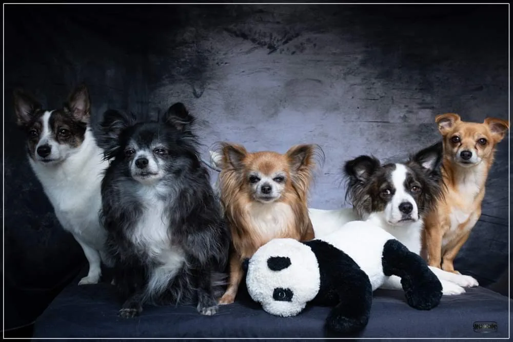 pension et toilettage canin - photo 2