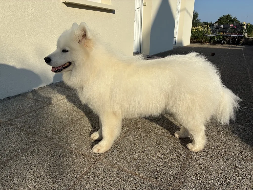 C'ouaf Canin - photo 3