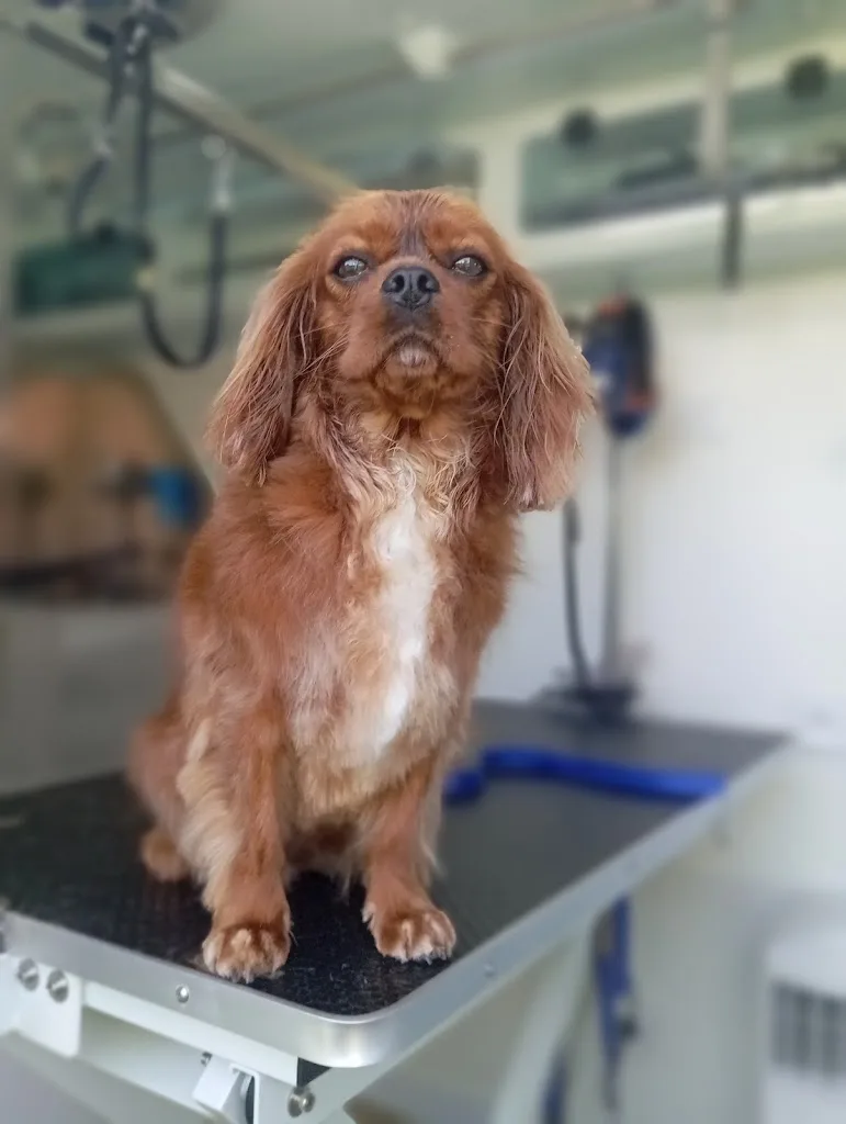 Le clin d'œil canin toilettage itinérant - photo 1