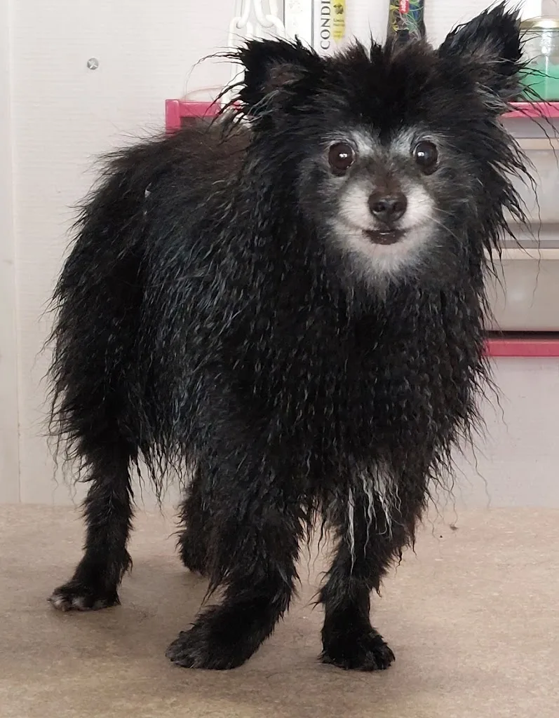 Le Coussinet Toiletteur Canin - photo 2