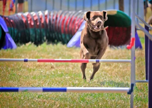 Grande Daze Animal Companion and Rescue Centre - photo 2