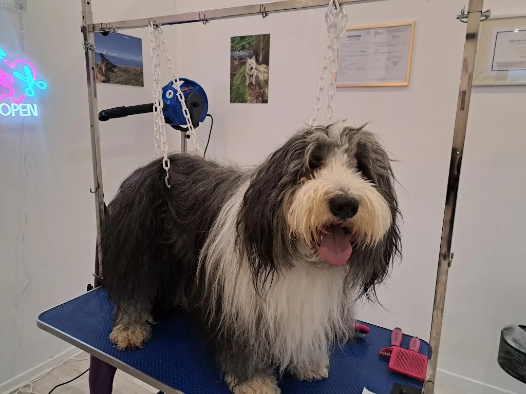 O'Barber Dogs - photo 1