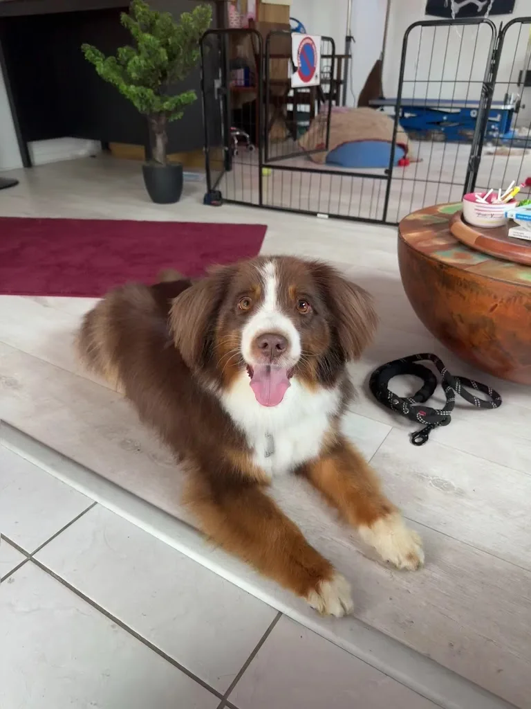 O'Barber Dogs - photo 3