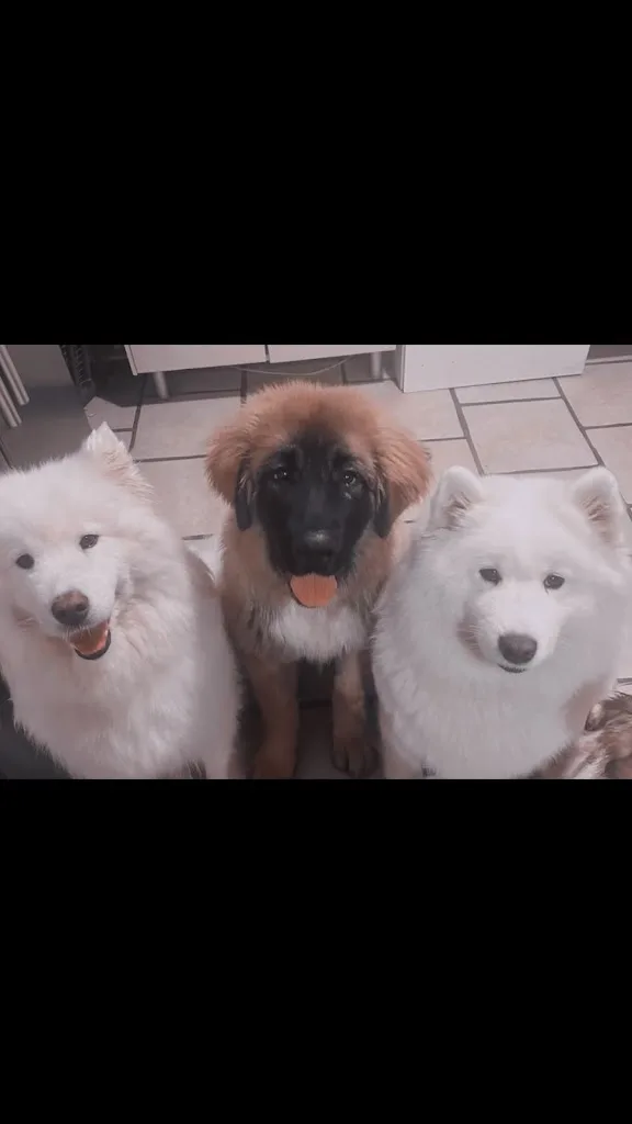 Mystic dogs - photo 1