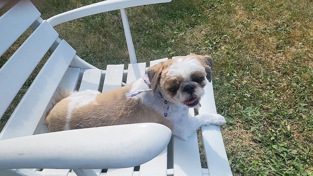 Au chien beauté - photo 2