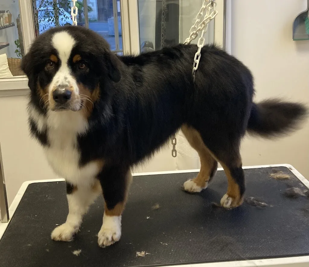 L Espace Canin - photo 2