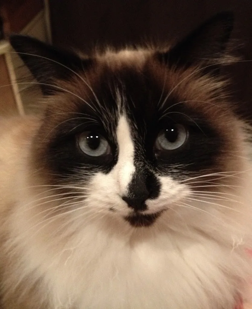 TOUTOUCHIEN MATOUCHAT - photo 2