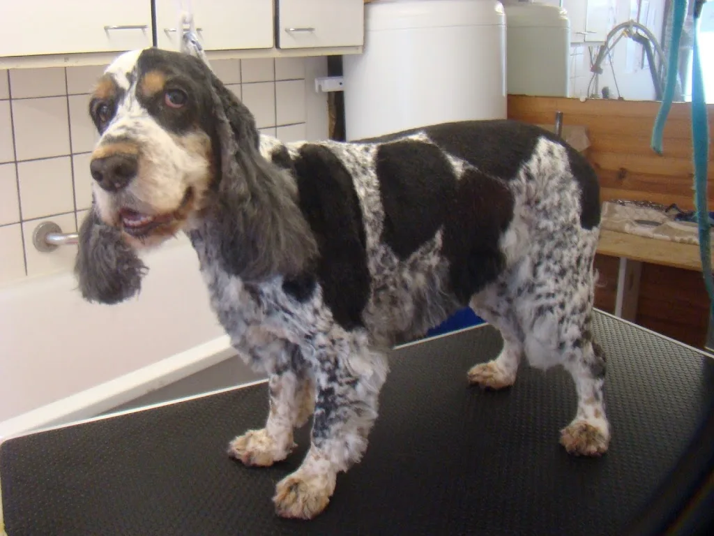 Helene Toilettage chiens et chats - photo 1