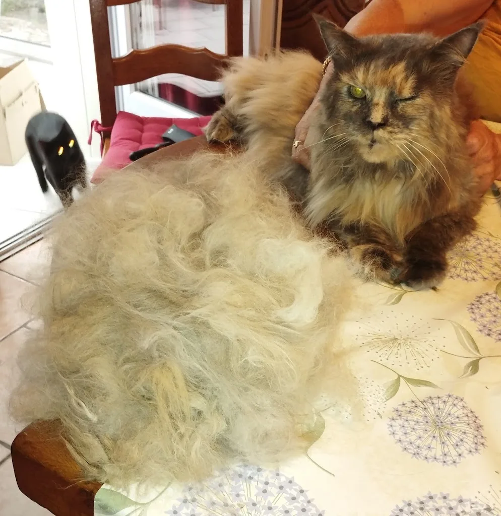 Chic Canin - photo 2