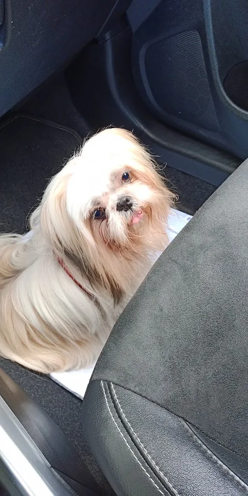 Easy Dog - photo 2