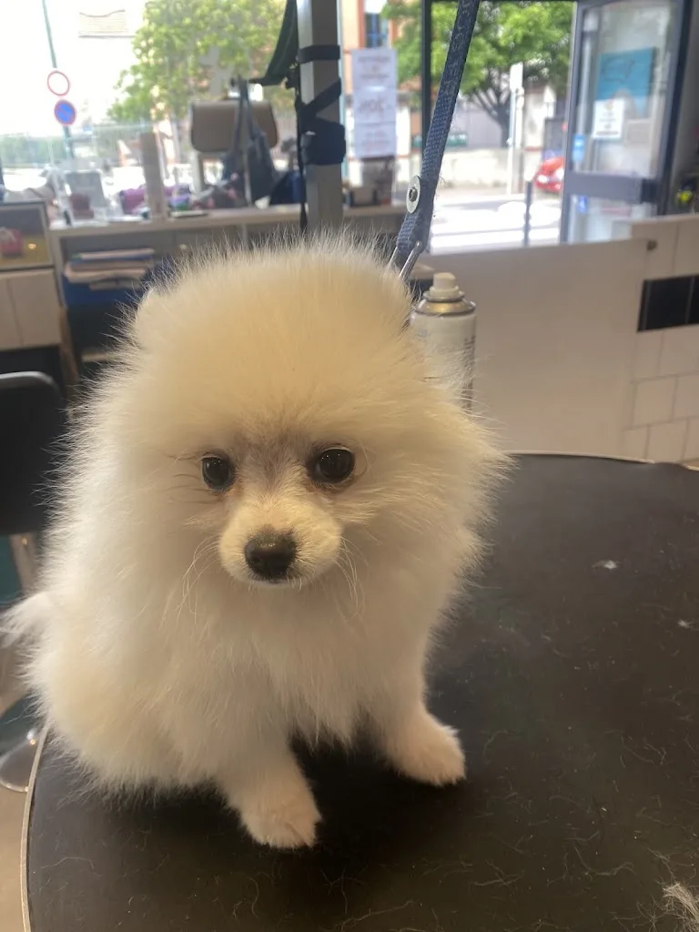 Le Roi Chien - photo 1