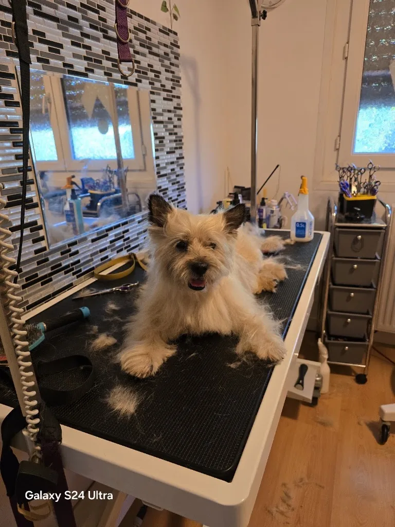 La Main à la Patte - toiletteur chat à domicile - photo 3