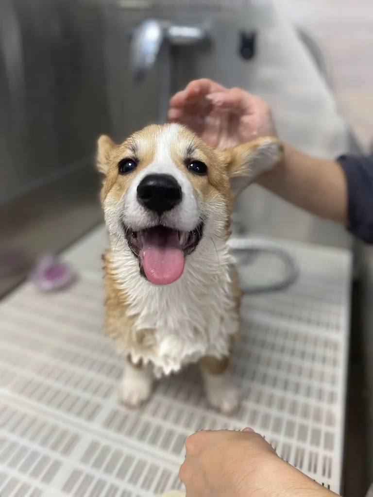 BEAUTY DOG - photo 2