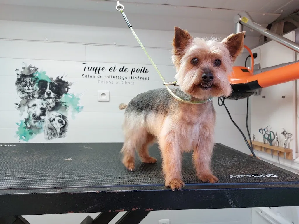 Truffe et de poils - photo 3