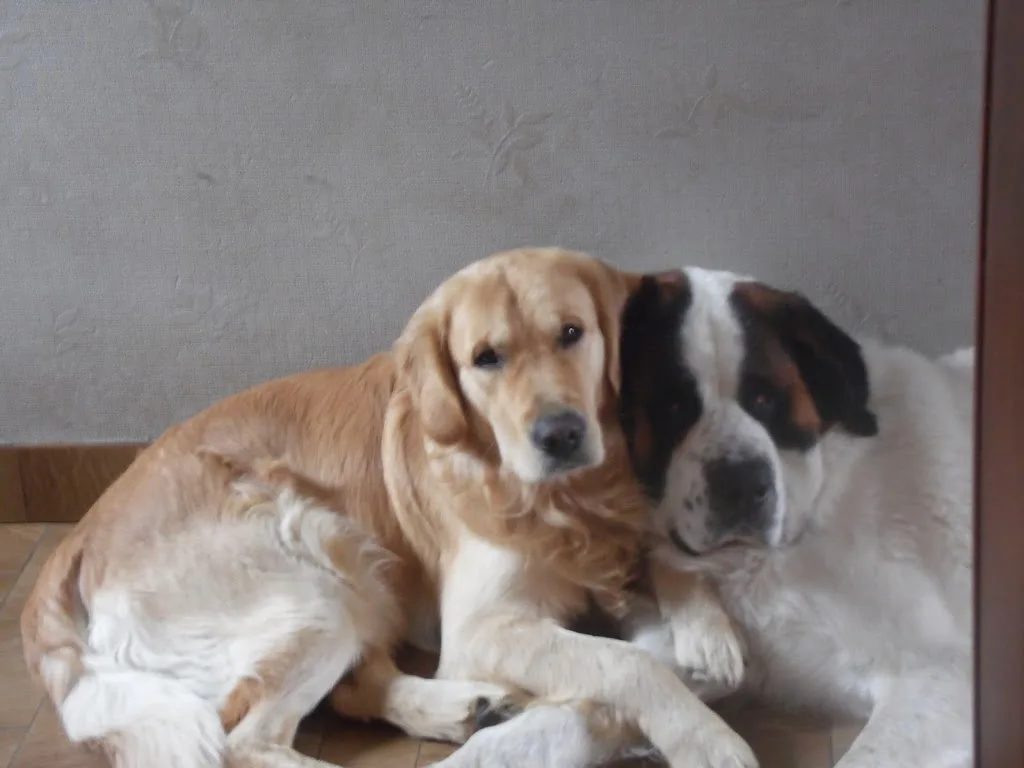 Le C'Happy Dog - photo 2