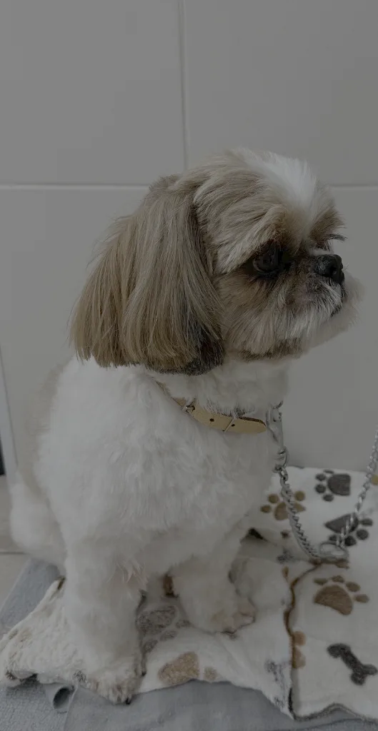 TOILETTAGE CANIN LA TOUTOUNIERE - photo 3
