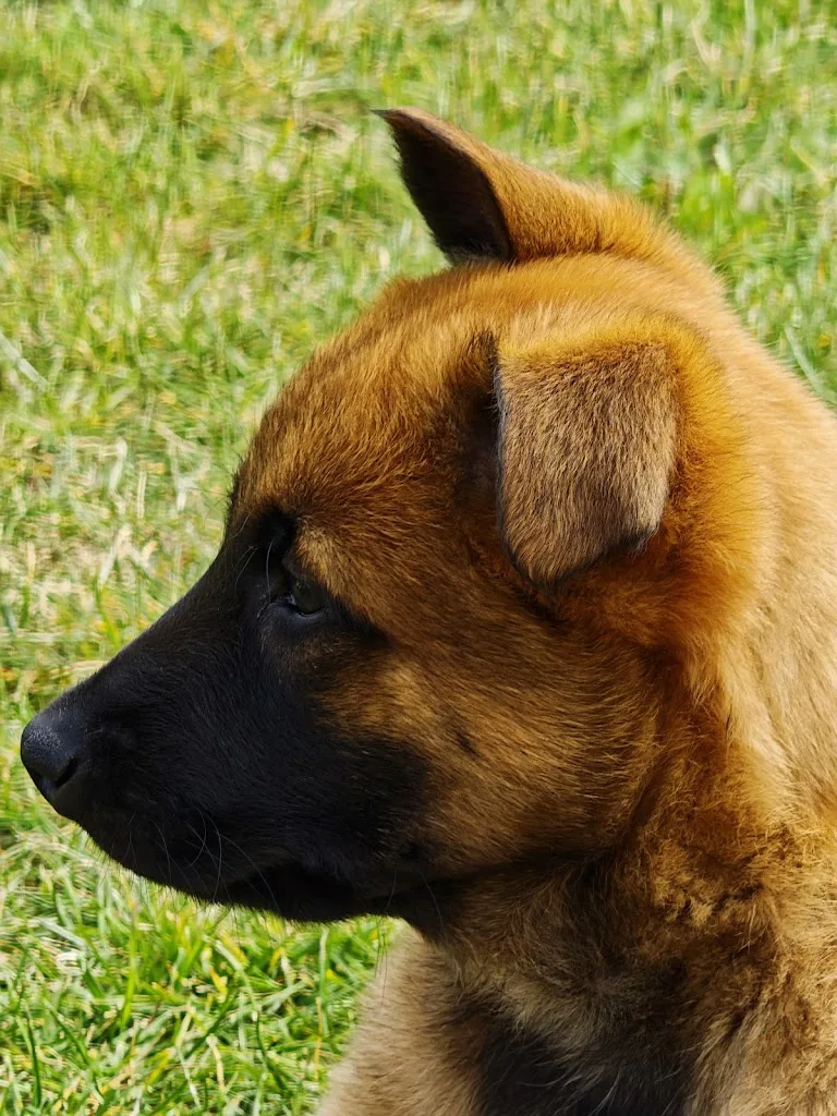 Auberge des Animaux - photo 1