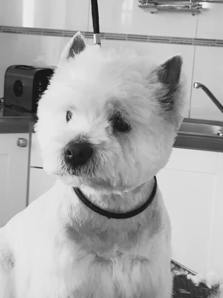 Toilettage canin les 6os de lilo - photo 1