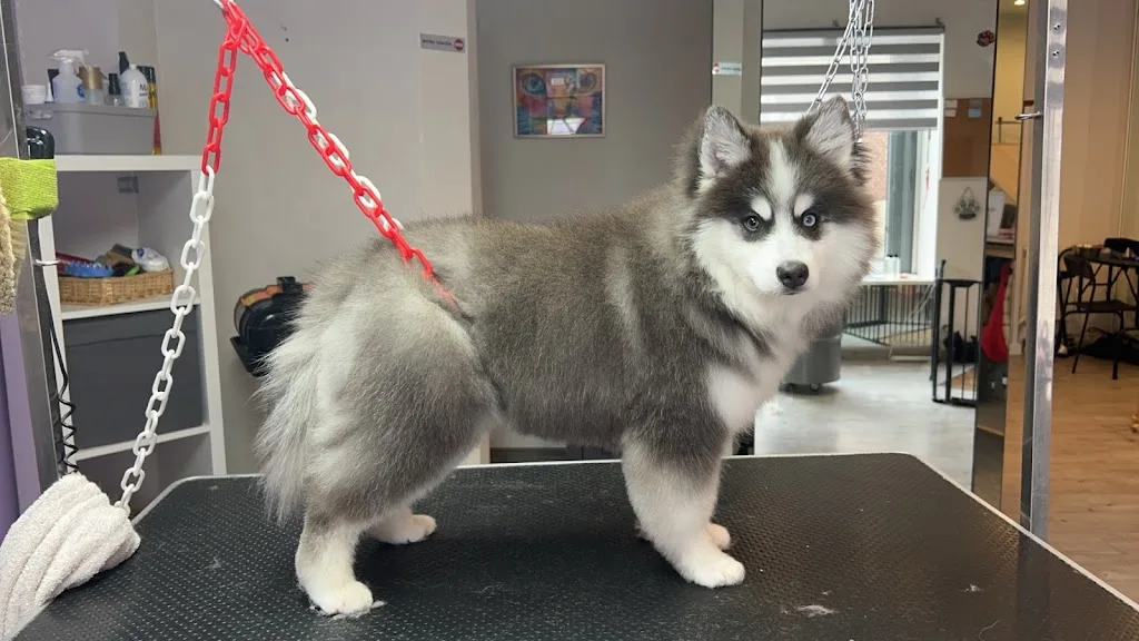 Beaute Canine - photo 2