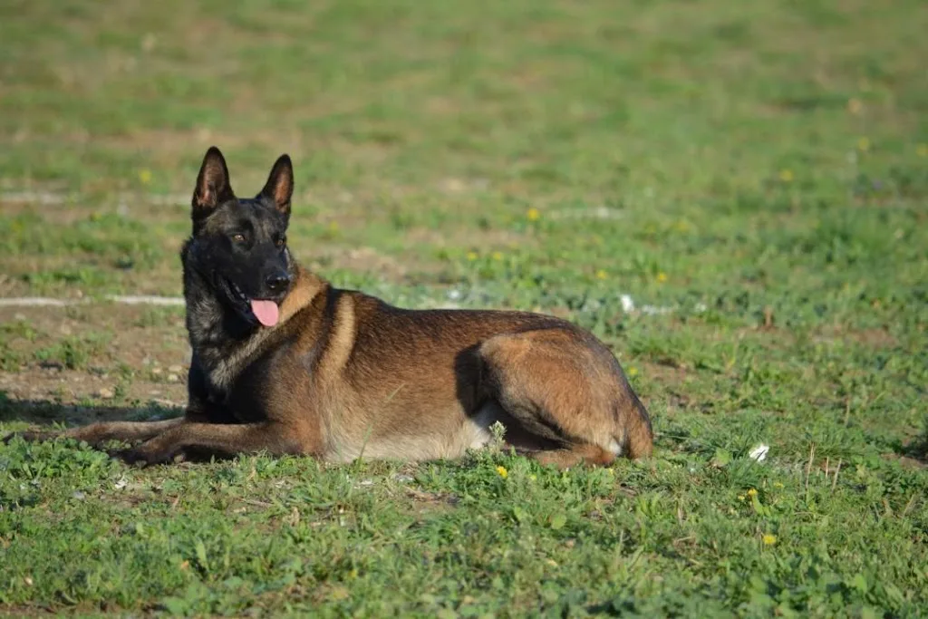 Pension - Toilettage Canin - photo 2