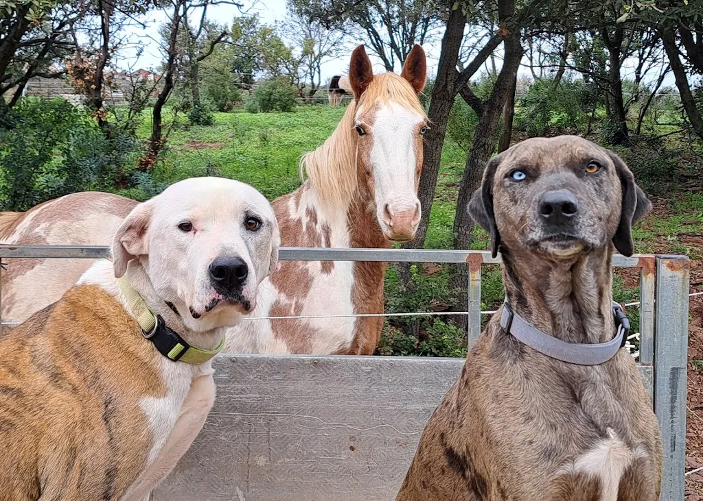 Pension - Toilettage Canin - photo 3