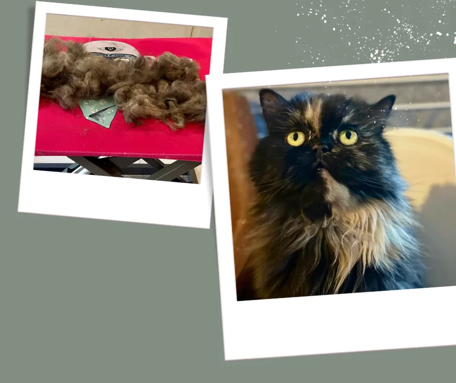 « Les Pattounes de Rose » Toiletteur comportemental en cours de certification,toilettage canin/félin, désensibilisation - photo 1
