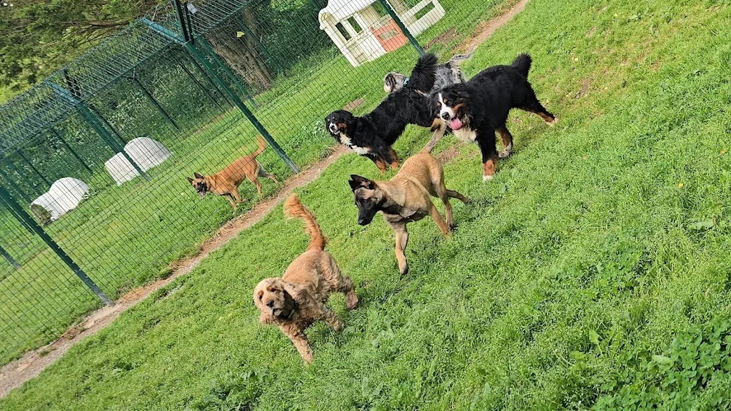 ANIMA CANIS - photo 1