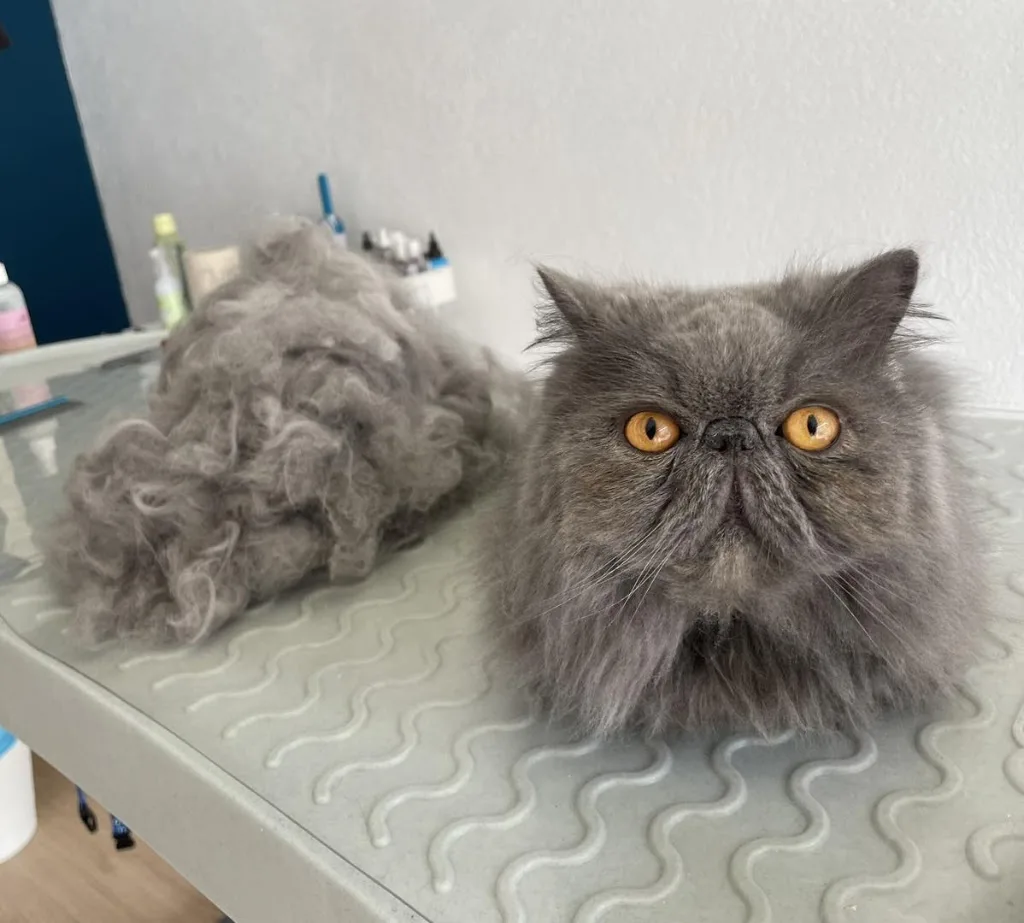 Chat'mallow - Salon de toilettage - photo 3