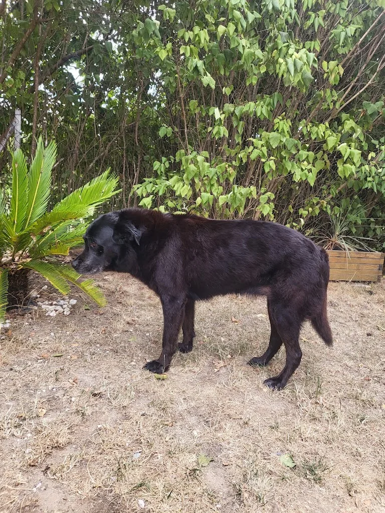 DOGGO CHIC - photo 2