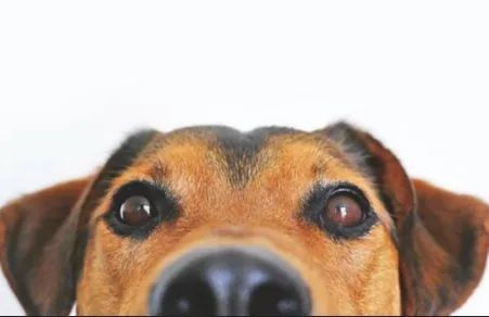 My Dog - photo 3
