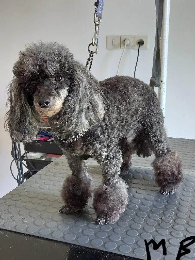 Au Chien Beauté - photo 3