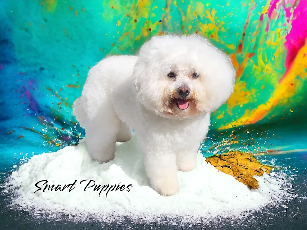 Smart Puppies Institut de Toilettage, Spa Ozone thérapie & Éducation Cherbourg - photo 2