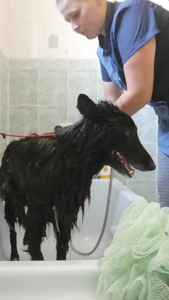 Sublime Beauty Toilettage canin félin NAC ( chien chat lapin cochon d'inde ect..) - photo 2