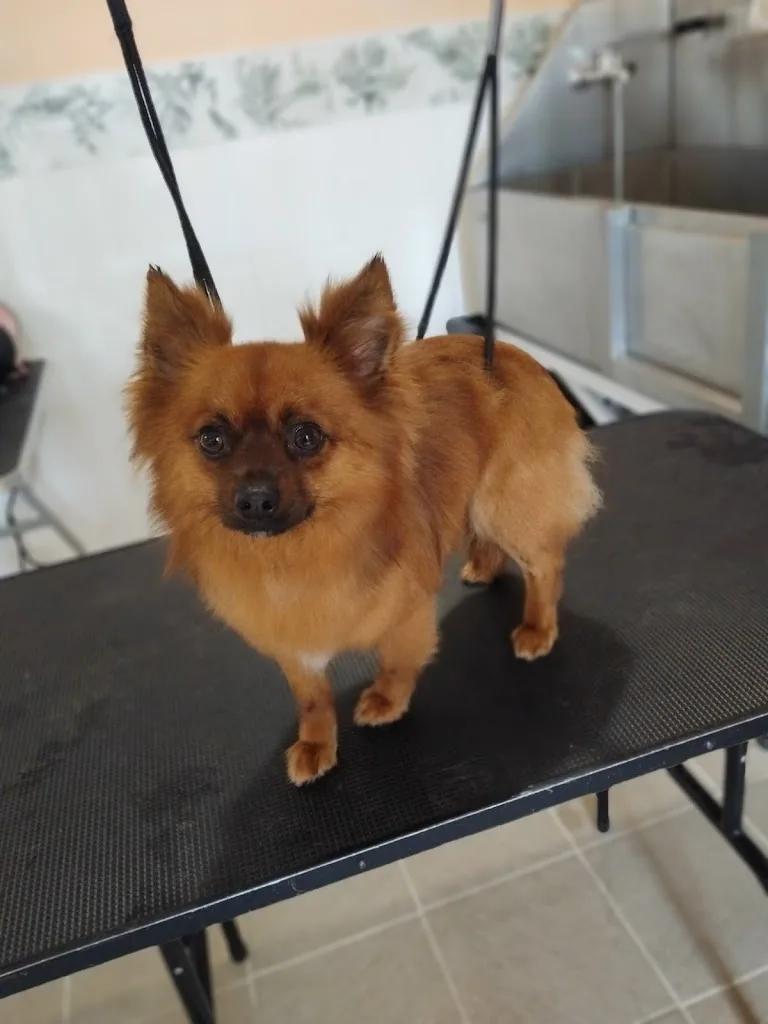 Coiff’Animaux - photo 2