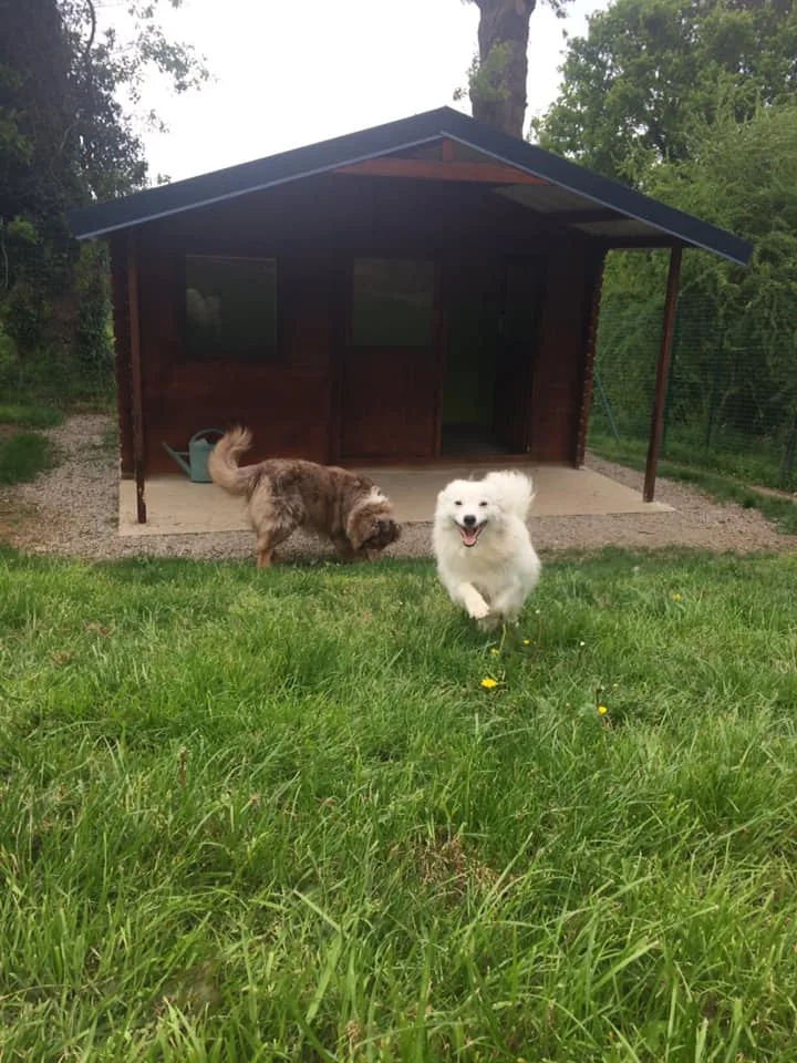 Pension canine de Talvern - photo 3