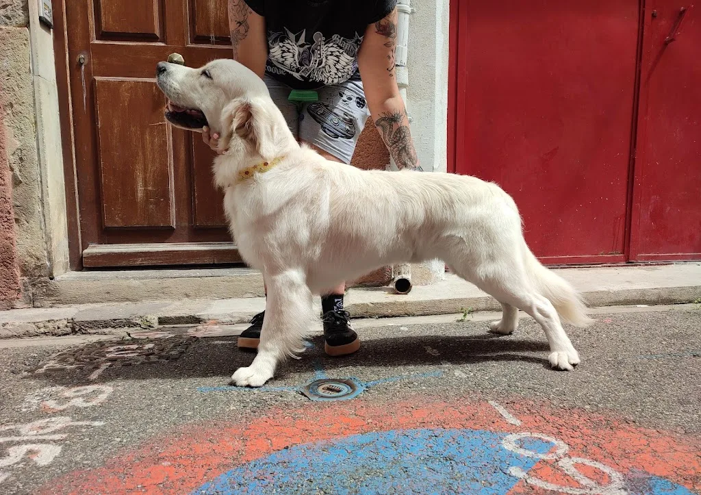 Dirty Dogs - photo 2