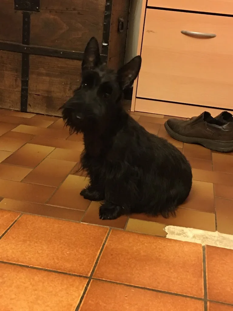 La Manade des Terriers - photo 1