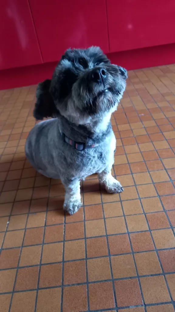 Dog A Styles - photo 2
