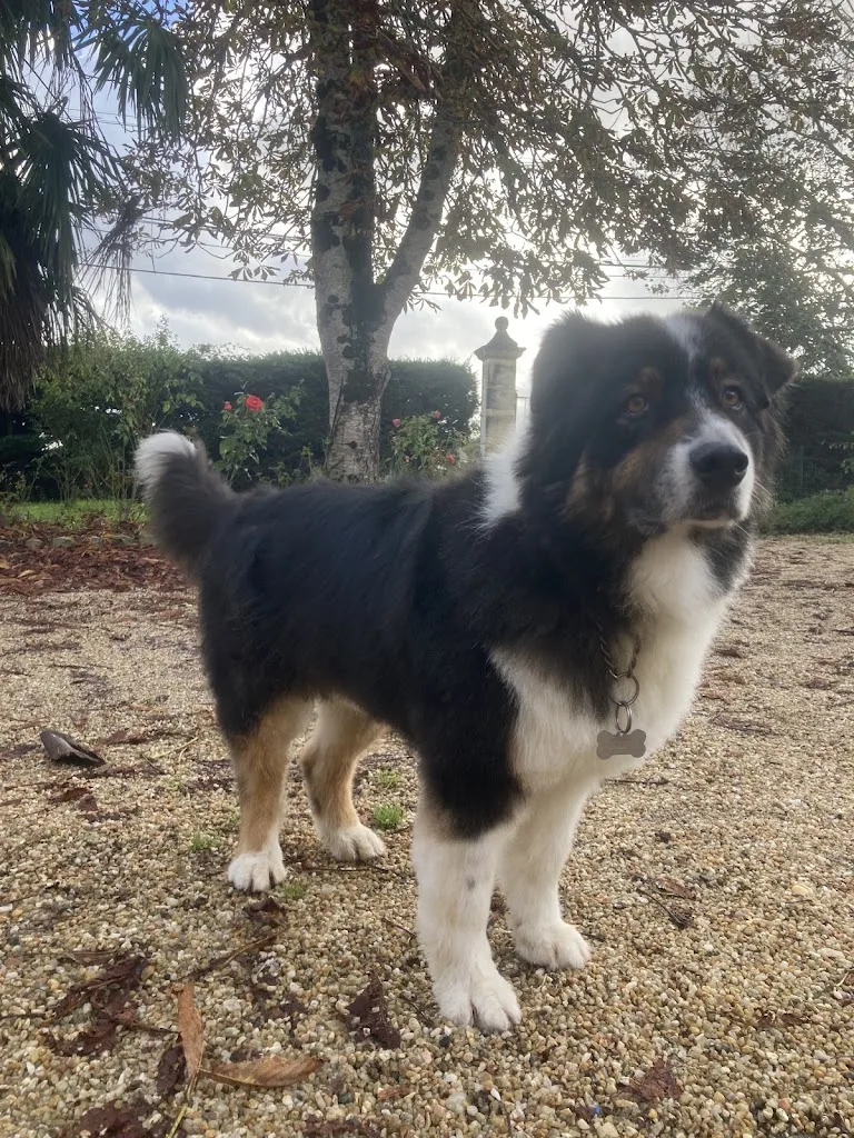 Biggoudy Chien - photo 1