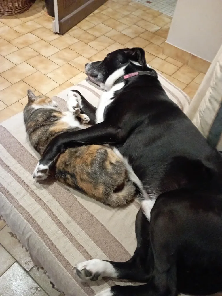 Biggoudy Chien - photo 2