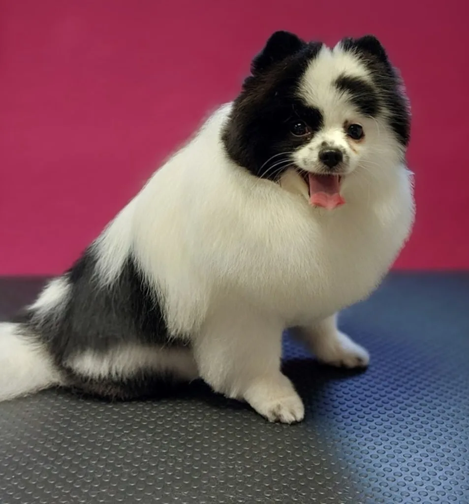 Sweet Dog - photo 3