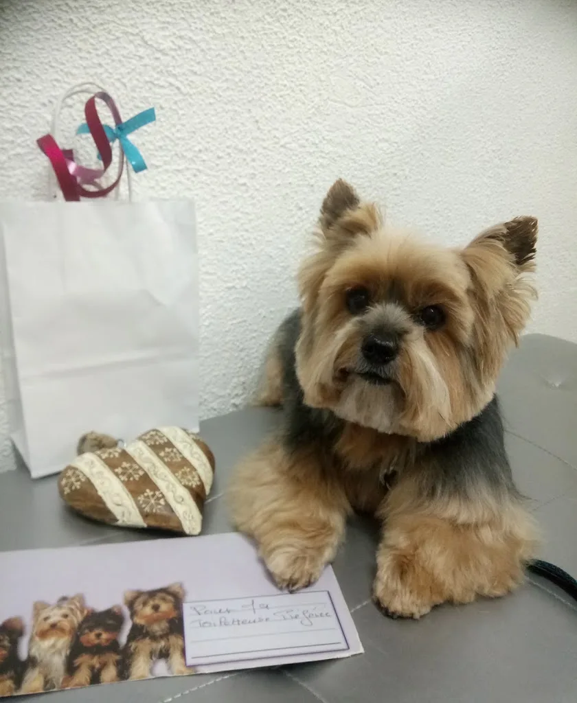 PATT'APOILS : SALON DE TOILETTAGE CANIN - photo 2