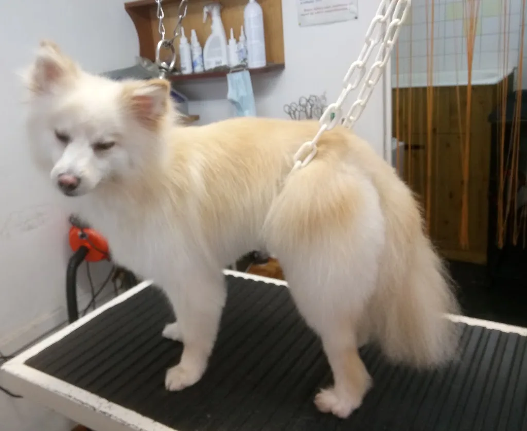 PATT'APOILS : SALON DE TOILETTAGE CANIN - photo 3