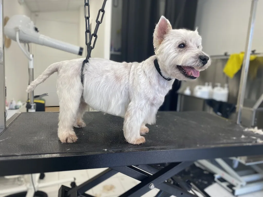 Atelier Canin - photo 3