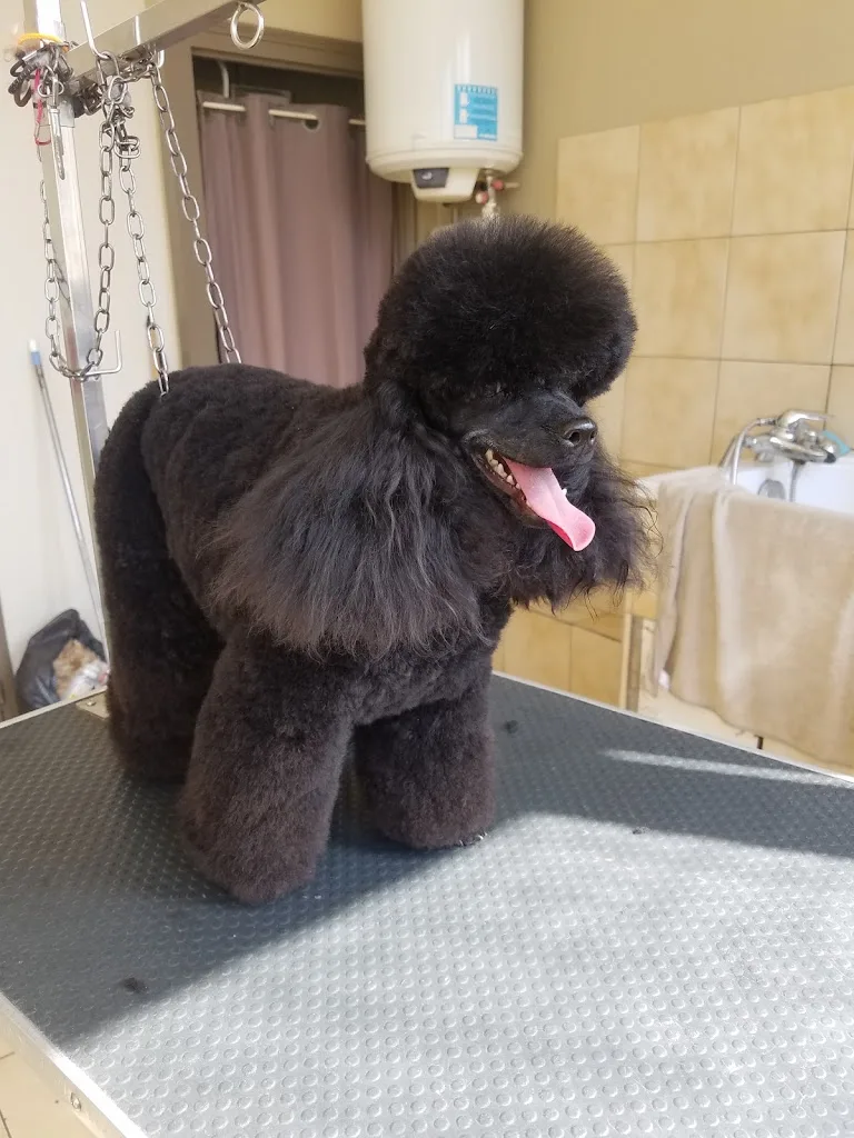 Au Plaisir Du Chien - photo 1