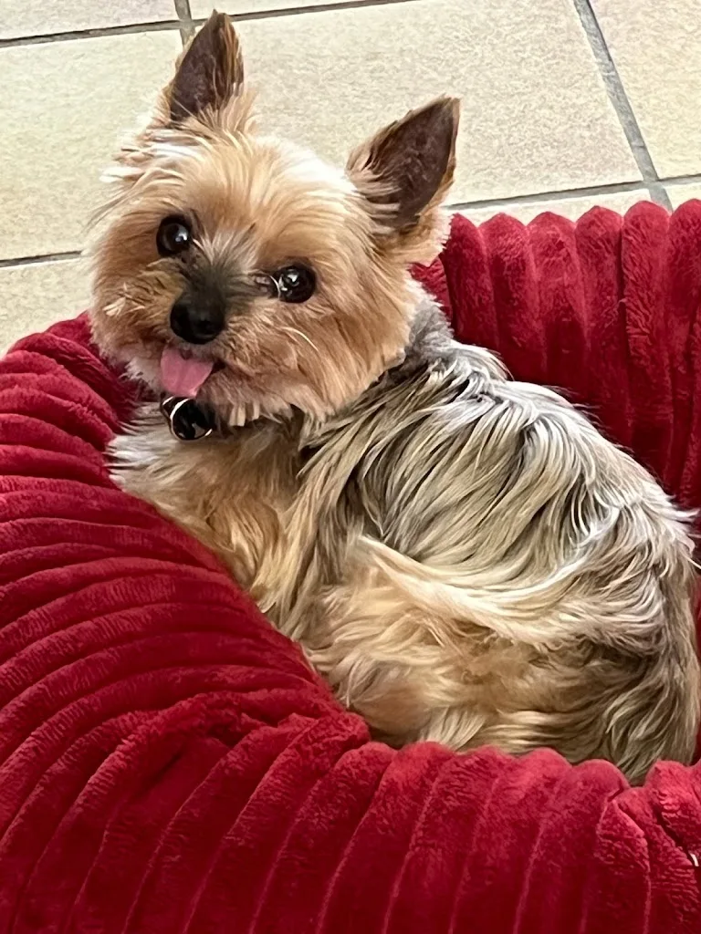 Au Plaisir Du Chien - photo 2
