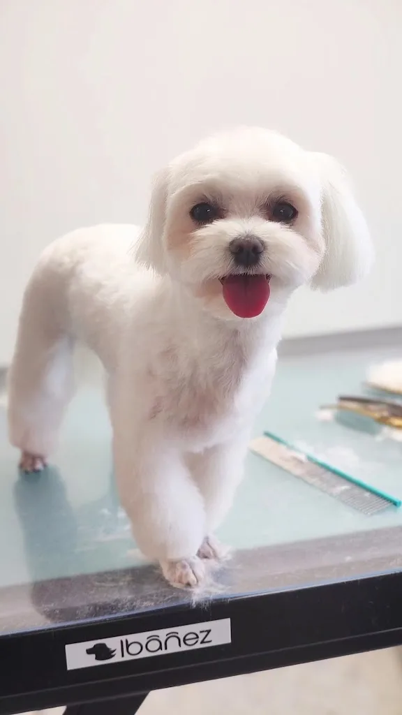 Very Nice Dogs - Toilettage canin - photo 1